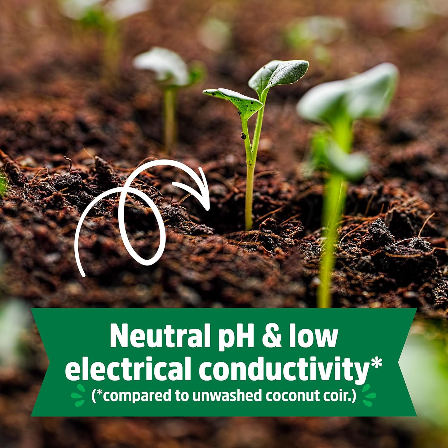 ORGANIC PIC 2 81XGIGmANsL._AC_SL1500_